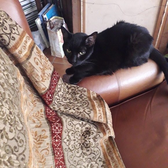 Meet your Posher, Brenda - Picture 4 of 13